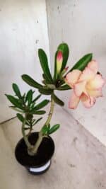 Planta Dobrada 2939 – 35cm – 03 anos - Imagem 5