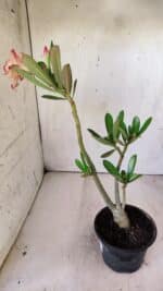 Planta Dobrada 2939 – 35cm – 03 anos - Imagem 6