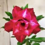 Planta Dobrada 2940 – 30cm – 02 anos