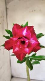 Planta Dobrada 2940 – 30cm – 02 anos