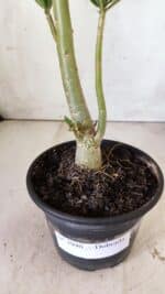 Planta Dobrada 2940 – 30cm – 02 anos - Imagem 6