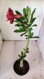 Planta Dobrada 2940 – 30cm – 02 anos - Imagem 5