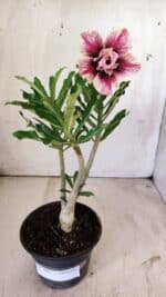 Planta Dobrada 2941 – 30cm – 02 anos - Imagem 2