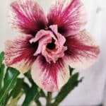 Planta Dobrada 2941 – 30cm – 02 anos