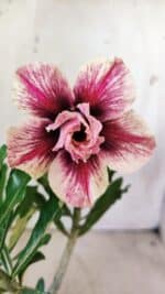 Planta Dobrada 2941 – 30cm – 02 anos