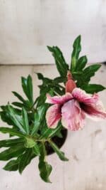 Planta Dobrada 2941 – 30cm – 02 anos - Imagem 4