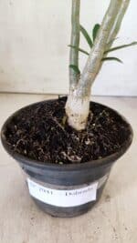 Planta Dobrada 2941 – 30cm – 02 anos - Imagem 7