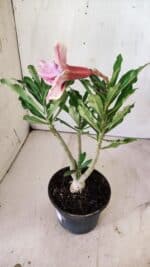 Planta Dobrada 2941 – 30cm – 02 anos - Imagem 6