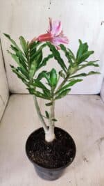 Planta Dobrada 2941 – 30cm – 02 anos - Imagem 5