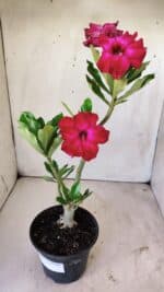 Planta Dobrada 2942 – 30cm – 02 anos - Imagem 2