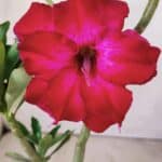 Planta Dobrada 2942 – 30cm – 02 anos