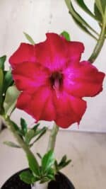 Planta Dobrada 2942 – 30cm – 02 anos