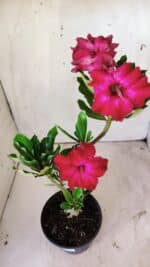 Planta Dobrada 2942 – 30cm – 02 anos - Imagem 4