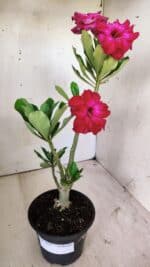 Planta Dobrada 2942 – 30cm – 02 anos - Imagem 7