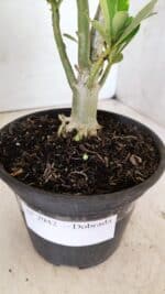 Planta Dobrada 2942 – 30cm – 02 anos - Imagem 6