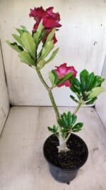 Planta Dobrada 2942 – 30cm – 02 anos - Imagem 5