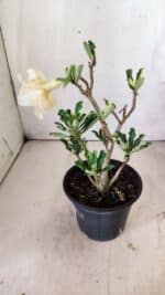 Planta Dobrada 2943 – 30cm – 02 anos - Imagem 7