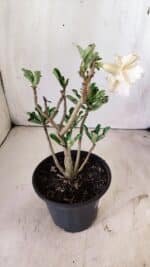 Planta Dobrada 2943 – 30cm – 02 anos - Imagem 6