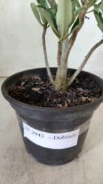 Planta Dobrada 2943 – 30cm – 02 anos - Imagem 5