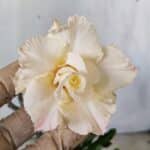 Planta Dobrada 2943 – 30cm – 02 anos