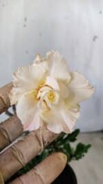 Planta Dobrada 2943 – 30cm – 02 anos