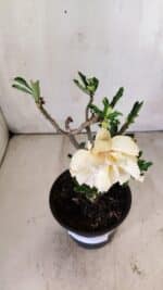 Planta Dobrada 2943 – 30cm – 02 anos - Imagem 4