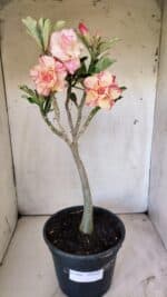 Planta Dobrada 2944 – 40cm – 03 anos - Imagem 2