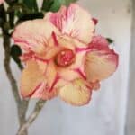 Planta Dobrada 2944 – 40cm – 03 anos