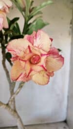 Planta Dobrada 2944 – 40cm – 03 anos