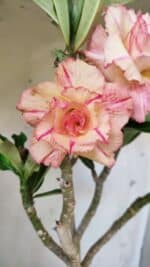 Planta Dobrada 2944 – 40cm – 03 anos - Imagem 4