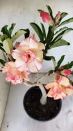 Planta Dobrada 2944 – 40cm – 03 anos - Imagem 5