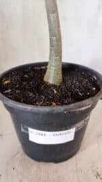 Planta Dobrada 2944 – 40cm – 03 anos - Imagem 8