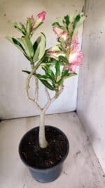 Planta Dobrada 2944 – 40cm – 03 anos - Imagem 7