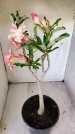 Planta Dobrada 2944 – 40cm – 03 anos - Imagem 6