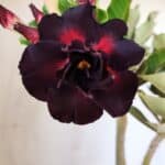 Planta Dobrada 2945 – 30cm – 02 anos