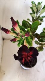 Planta Dobrada 2945 – 30cm – 02 anos - Imagem 4