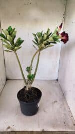 Planta Dobrada 2945 – 30cm – 02 anos - Imagem 6