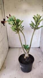 Planta Dobrada 2945 – 30cm – 02 anos - Imagem 5