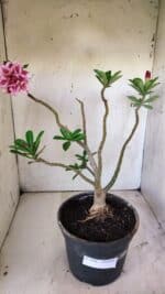 Planta Dobrada 2946 – 40cm – 03 anos - Imagem 2