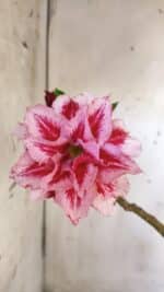 Planta Dobrada 2946 – 40cm – 03 anos - Imagem 6