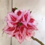 Planta Dobrada 2946 – 40cm – 03 anos