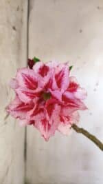 Planta Dobrada 2946 – 40cm – 03 anos