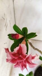 Planta Dobrada 2946 – 40cm – 03 anos - Imagem 4