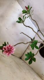 Planta Dobrada 2946 – 40cm – 03 anos - Imagem 9