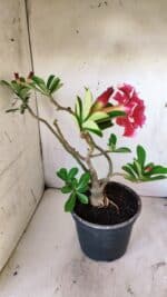 Planta Dobrada 2946 – 40cm – 03 anos - Imagem 7