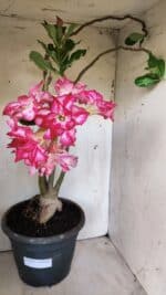 Planta Dobrada 2947 – 60cm – 05 anos - Imagem 2