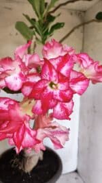 Planta Dobrada 2947 – 60cm – 05 anos