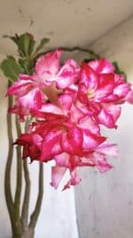 Planta Dobrada 2947 – 60cm – 05 anos - Imagem 4