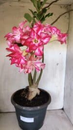 Planta Dobrada 2947 – 60cm – 05 anos - Imagem 5