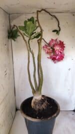 Planta Dobrada 2947 – 60cm – 05 anos - Imagem 11